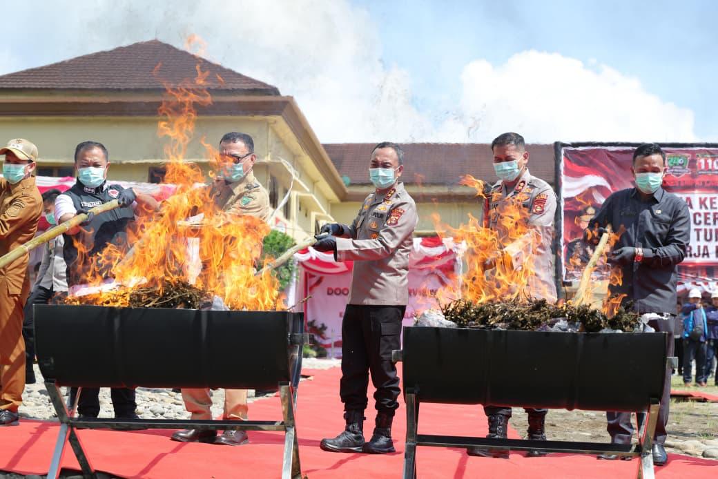 200 Kwintal Ganja Dimusnahkan di Empat Lawang, Begini Perkembangan Kasus Ladang Ganja 20 Hektar