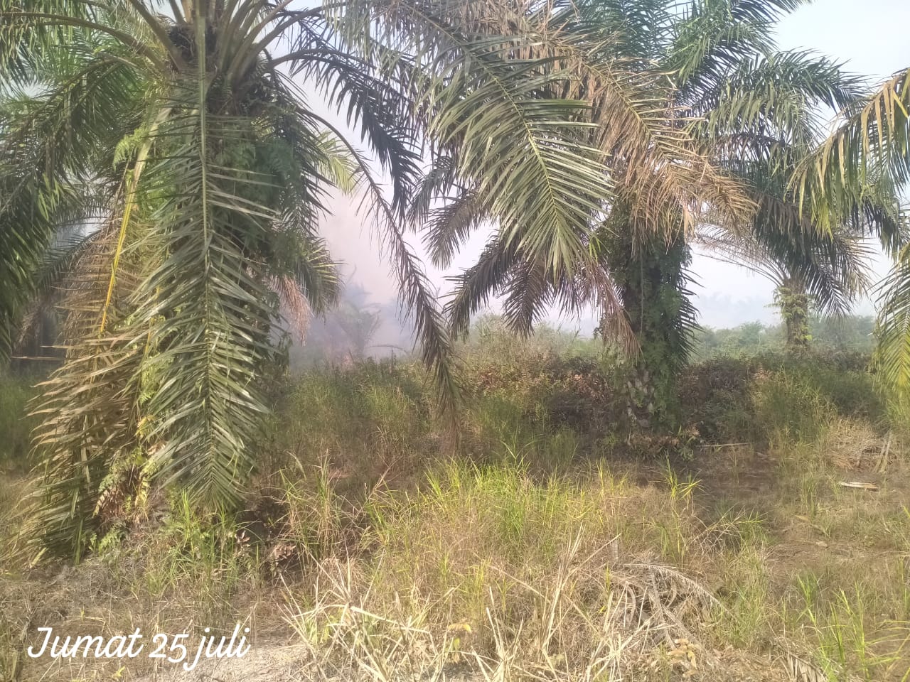 PT PP Lonsum Tbk Menyala, Belasan Hektar Kebun Kelapa Sawit Terbakar